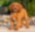 Cavapoo Puppy