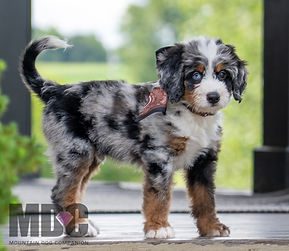 Puppy In Training