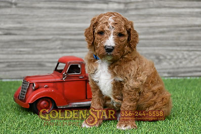 F1B Goldendoodle