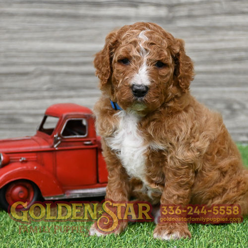 F1B Goldendoodle