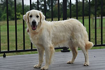 English Cream Golden Retriever Adult