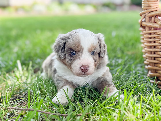 Mini Aussie Poo Older Aussiedoodles For Sale Aussiedoodle Shedding