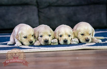 Mini Golden Retriever Puppy