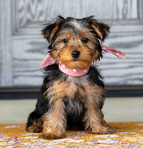 Yorkie Puppy