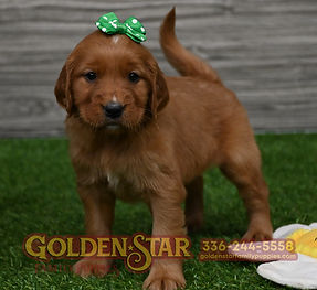 Golden Irish Retriever