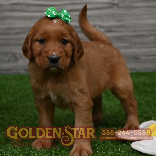 Golden Irish Retriever