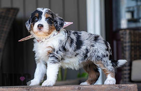 F3 Mini Bernedoodle