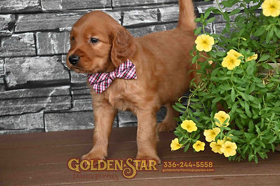 Golden Irish Retriever