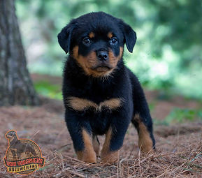 Rottweiler Puppy