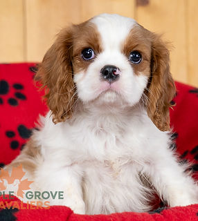 Cavalier King Charles Puppy