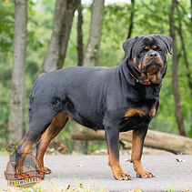 Nora - Goldenretrever-2.jpg