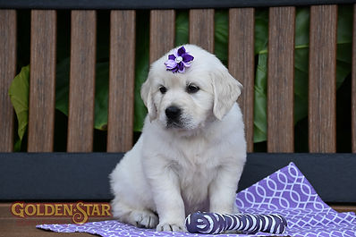 English Cream Golden Retriever