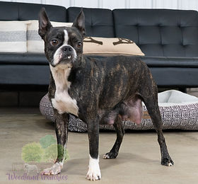 Woodland Frenchie Dams