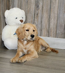 Mini Golden Retriever Puppy