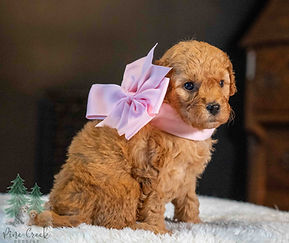 Mini Goldendoodle Puppy