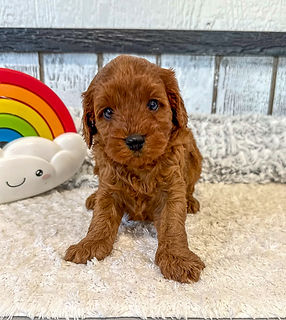 Cavapoo Puppy