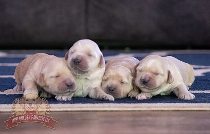 Mini Golden Retriever Puppy