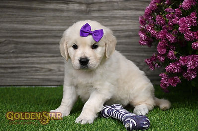 English Cream Golden Retriever