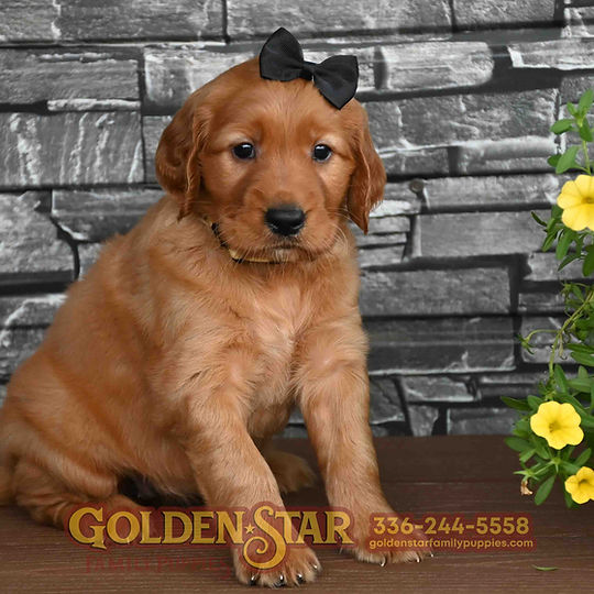 Golden Irish Retriever