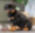 Rottweiler Puppy