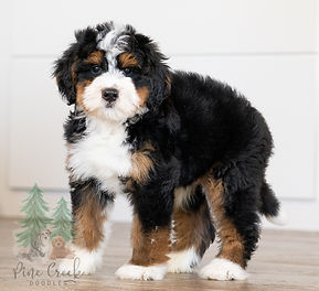 Mini Bernedoodle Puppy