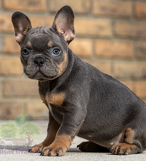 French Bulldog Puppy