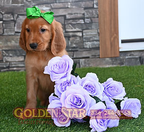 Golden Irish Retriever