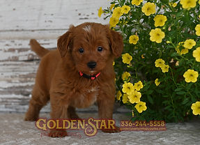 F1 Mini Goldendoodle