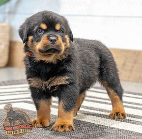 Rottweiler Puppy