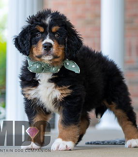 Bernese Mountain Dog