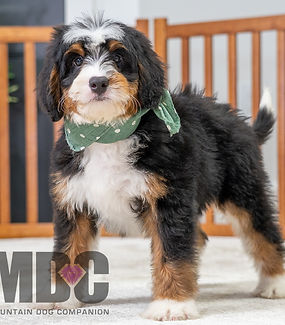 F1 Mini Bernedoodle