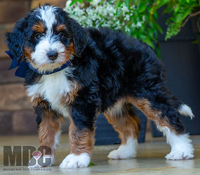 F1 Mini Bernedoodle