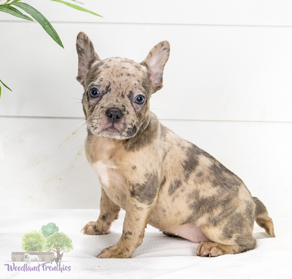 French Bulldog Puppy Bulldogs And Children Woodland Frenchies