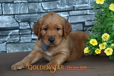 Golden Irish Retriever