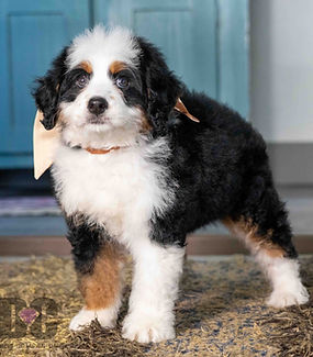 F1 Mini Bernedoodle