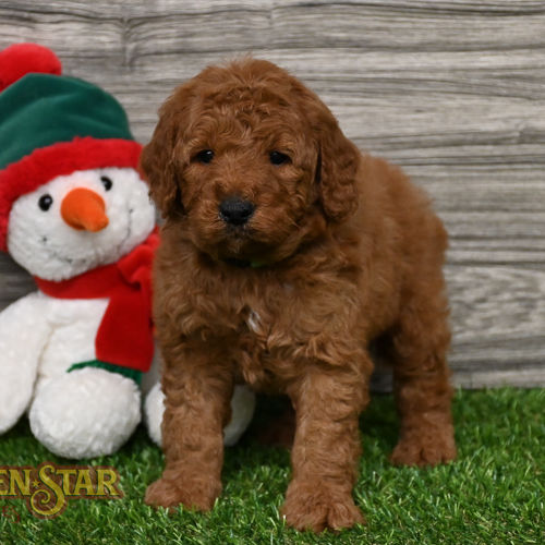 F1B Mini Goldendoodle