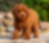 Cavapoo Puppy