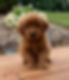 Mini Golden Retriever Puppy
