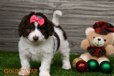 F1b Mini Aussiedoodle