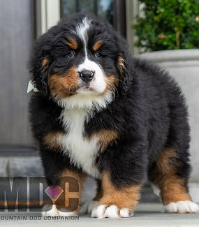 Bernese Mountain Dog