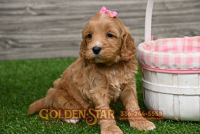 F1B Mini Goldendoodle