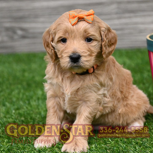 F1B Mini Goldendoodle