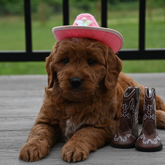F1b Mini Goldendoodle