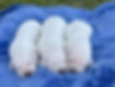 English Cream Golden Retriever Puppies Males
