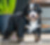 Bernese Mountain Dog
