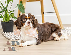 Cavalier King Charles Spaniel