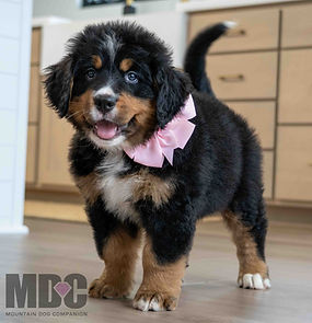 Bernese puppy