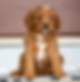 Cavapoo Puppy