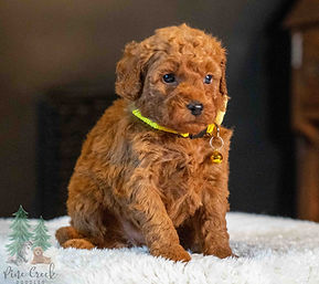 Mini Goldendoodle Puppy