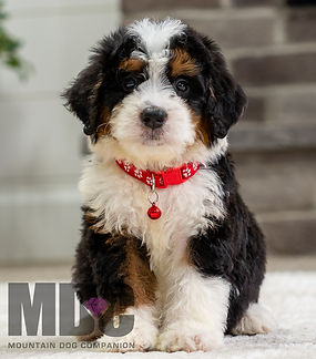 Mini Bernedoodle Puppy